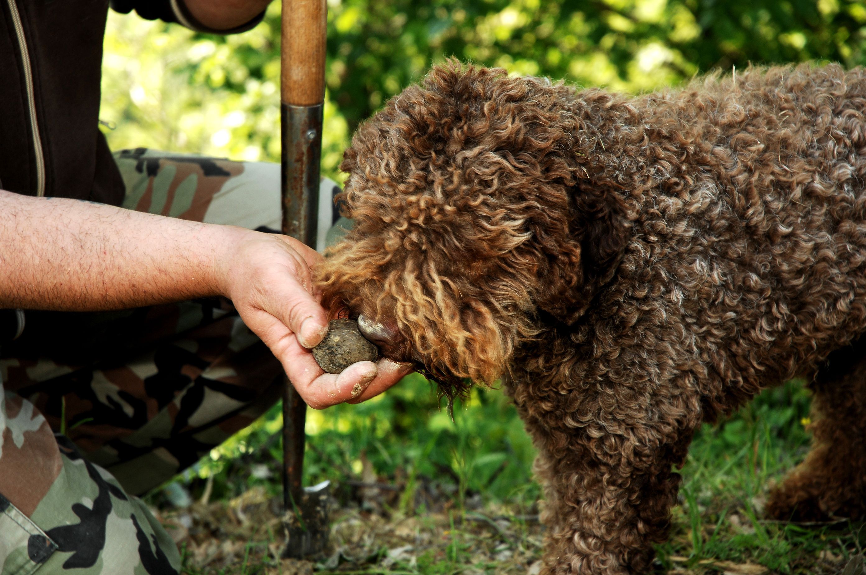Ausbildung zum Trüffelsuchhund Kopfarbeit für Hund