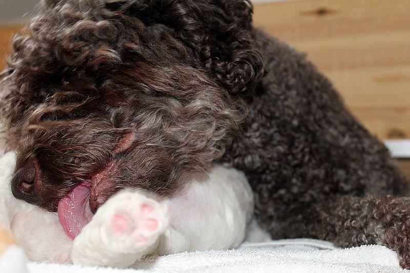 Lagotto Züchter