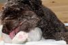 Lagotto Züchter
