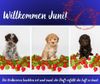 Züchter Lagotto Romagnolo Welpe Hobbyzucht Braunschweig Hannover Magdeburg Halle Leipzig celle Lüneburg Buchholz Seevetal Welpenplanung LagottoRomagnolo Herbst 2025 Thüringen Sachsen Züchter