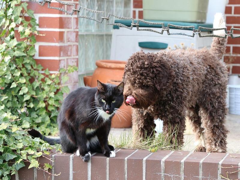 Welpen Lagotto Romagnolo