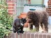 Welpen Lagotto Romagnolo