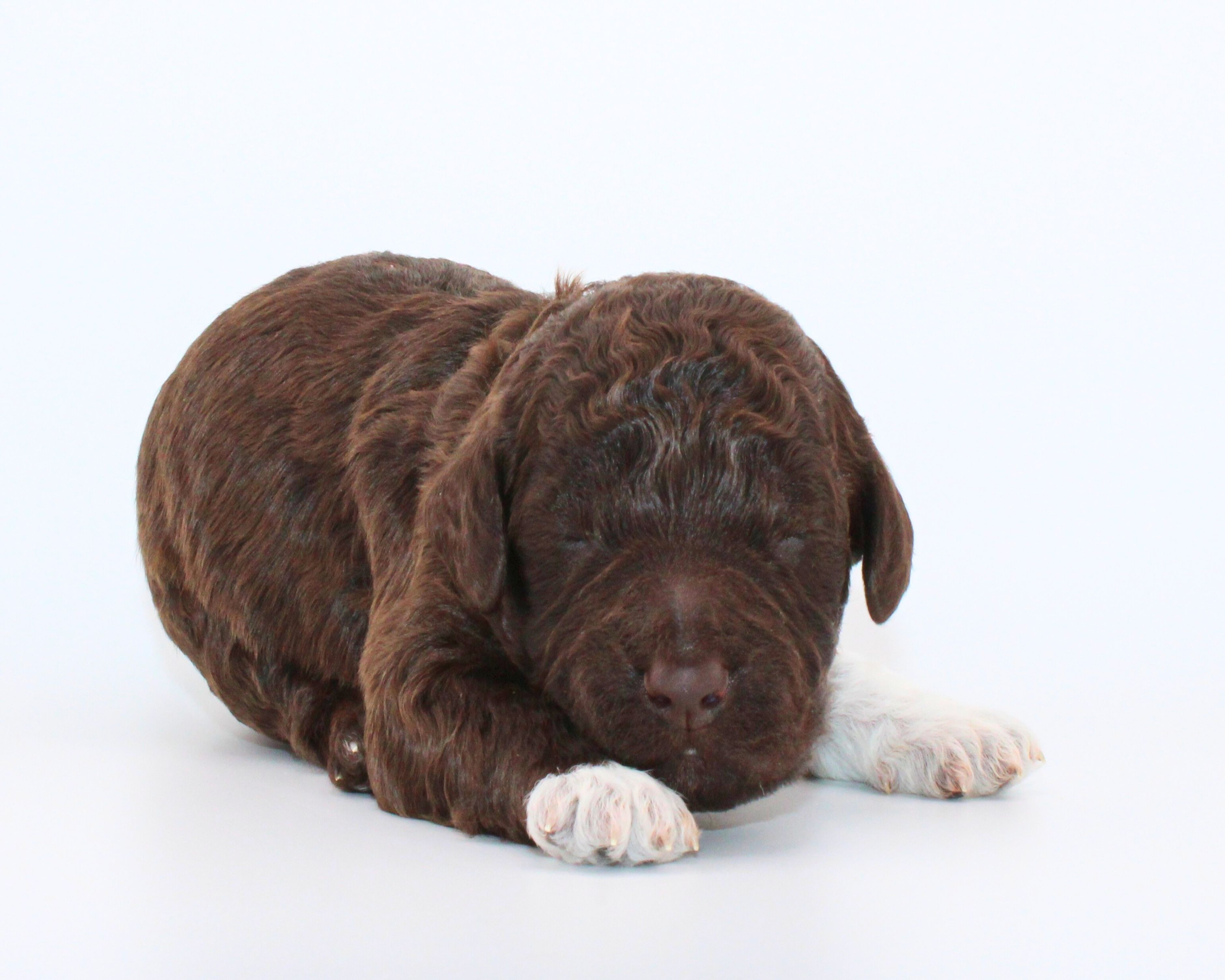 Lagotto Romagnolo Welpen  Welpenplanung Lagotto braun orange Welpe abzugeben