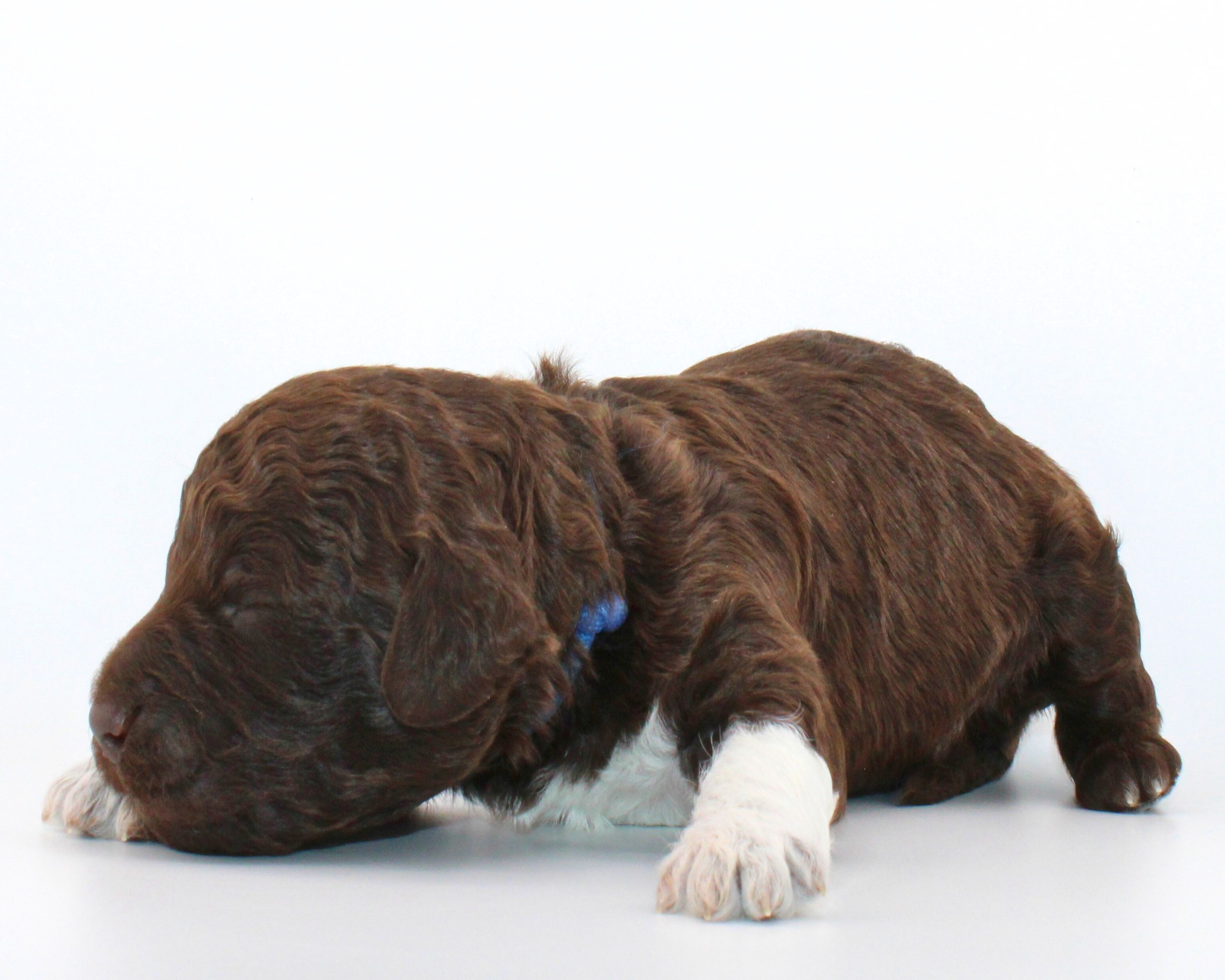 Lagotto Romagnolo Züchter für Rettungshunde Schulbegleithund TherapiehundLebensretter Lagotto  Welpenplanung Lagotto braun orange Welpe abzugeben