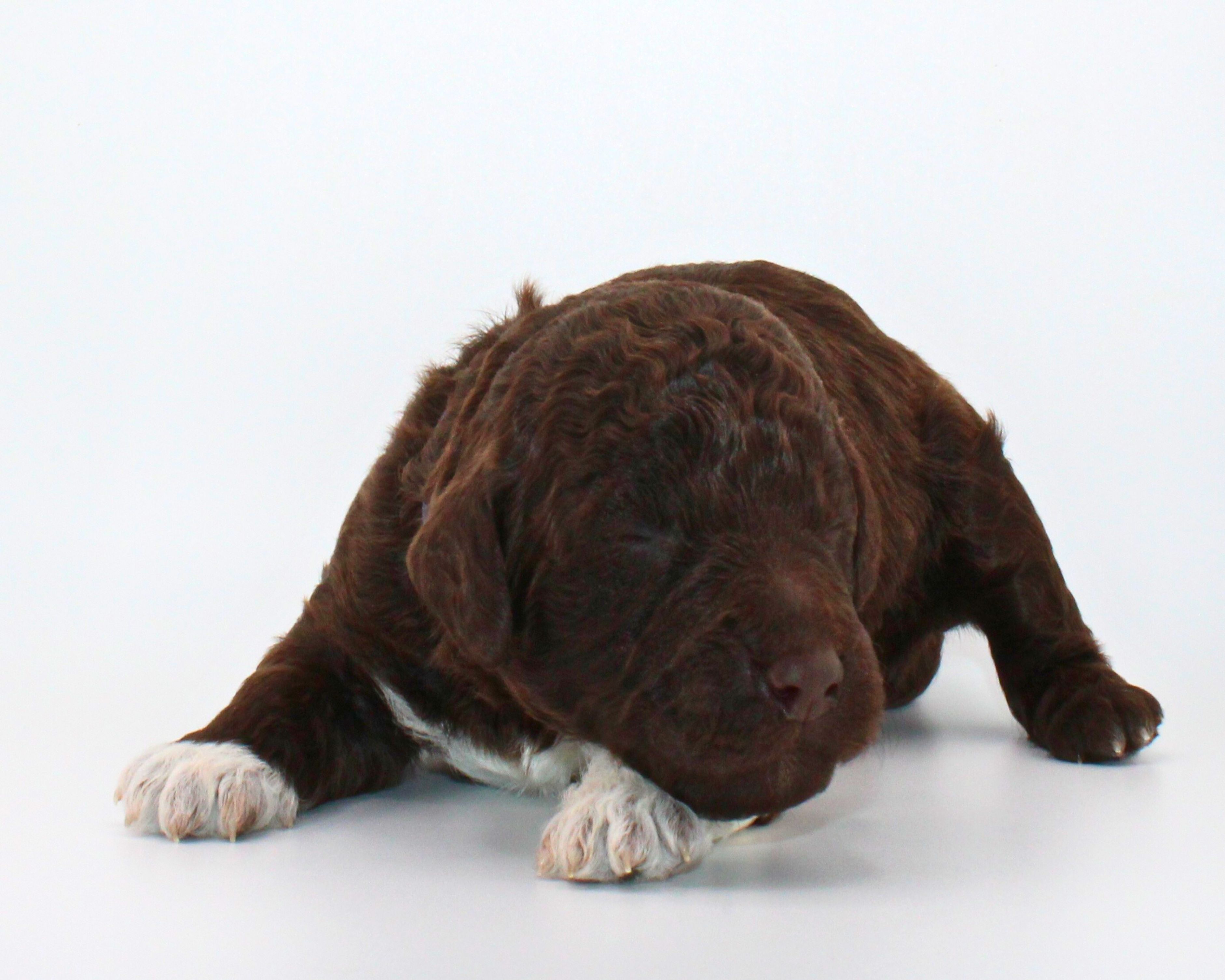 Lagotto Romagnolo Welpe Hobbyzucht Züchter Schleswig Holstein Trüffelhund Deutschland Nordrhein Westfalen  Wasserhund nicht haarender Hund  Familienhund Hund für Kinder Doodle sieht aus wie Pudel