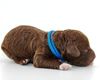 Lagotto Romagnolo Welpen Hund zum Trüffel suchen Ausbildung Alternative Doodle Pudel