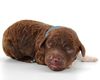 Lagotto Romagnolo Welpe Hobbyzucht Züchter Schleswig Holstein Trüffelhund Deutschland Nordrhein Westfalen Wasserhund nicht haarender Hund Lagotto Welpe abzugeben Kassel Göttingen Lüneburger Heide Züchter braunschimmel