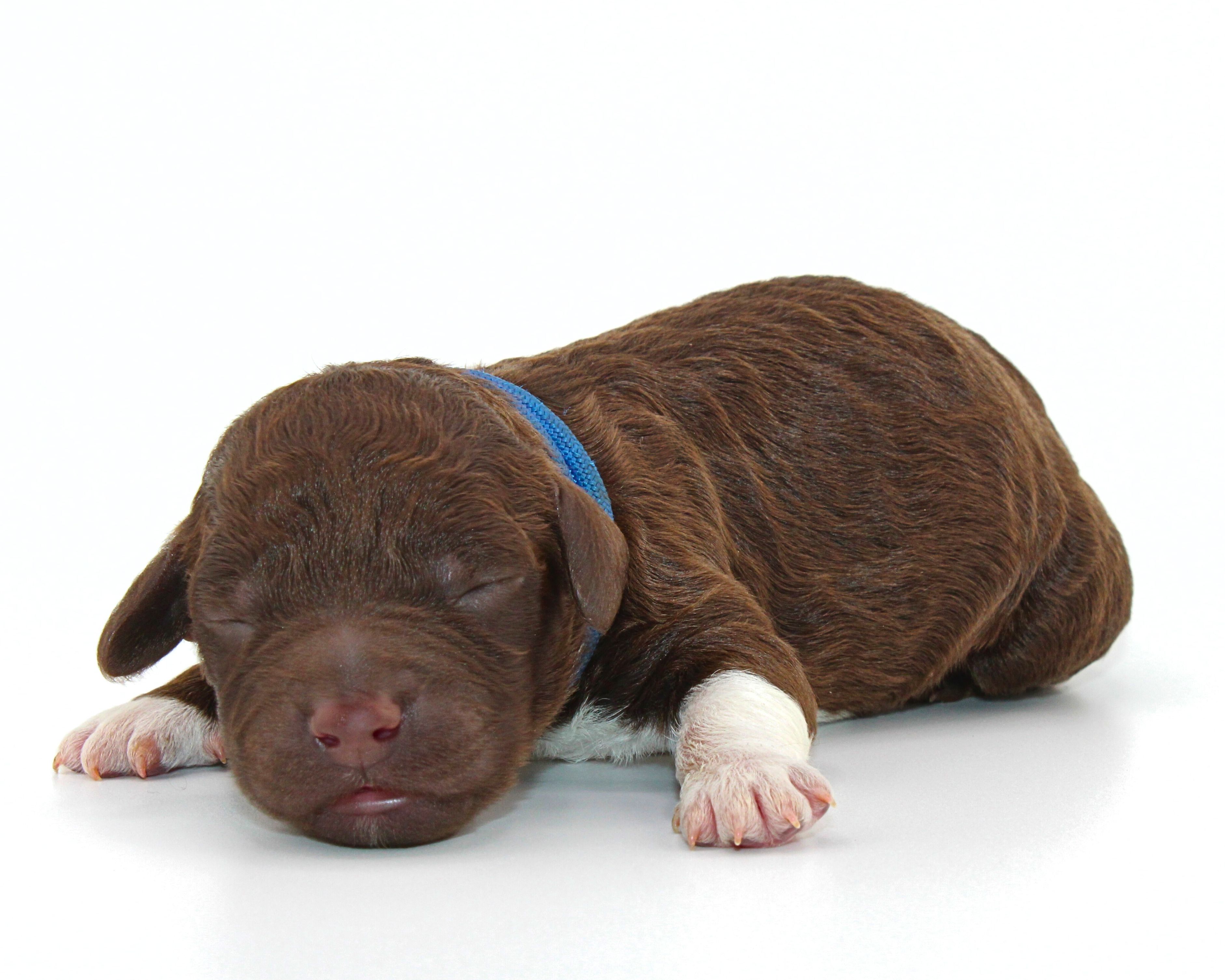 Züchter Lagotto Romagnolo Welpe Hobbyzucht Braunschweig Hannover Magdeburg Halle Leipzig celle Lüneburg Buchholz Seevetal Hund zum Trüffel suchen Ausbildung Alternative Doodle Pudel