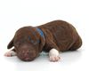 Lagotto Romagnolo Welpe Hobbyzucht Züchter Trüffelhund Deutschland Brandenburg Wasserhund nicht haarender Hund Allergikerhund nicht haarender Hund Rassehund Trüffelsuchhund Trüffelhund Familienhund