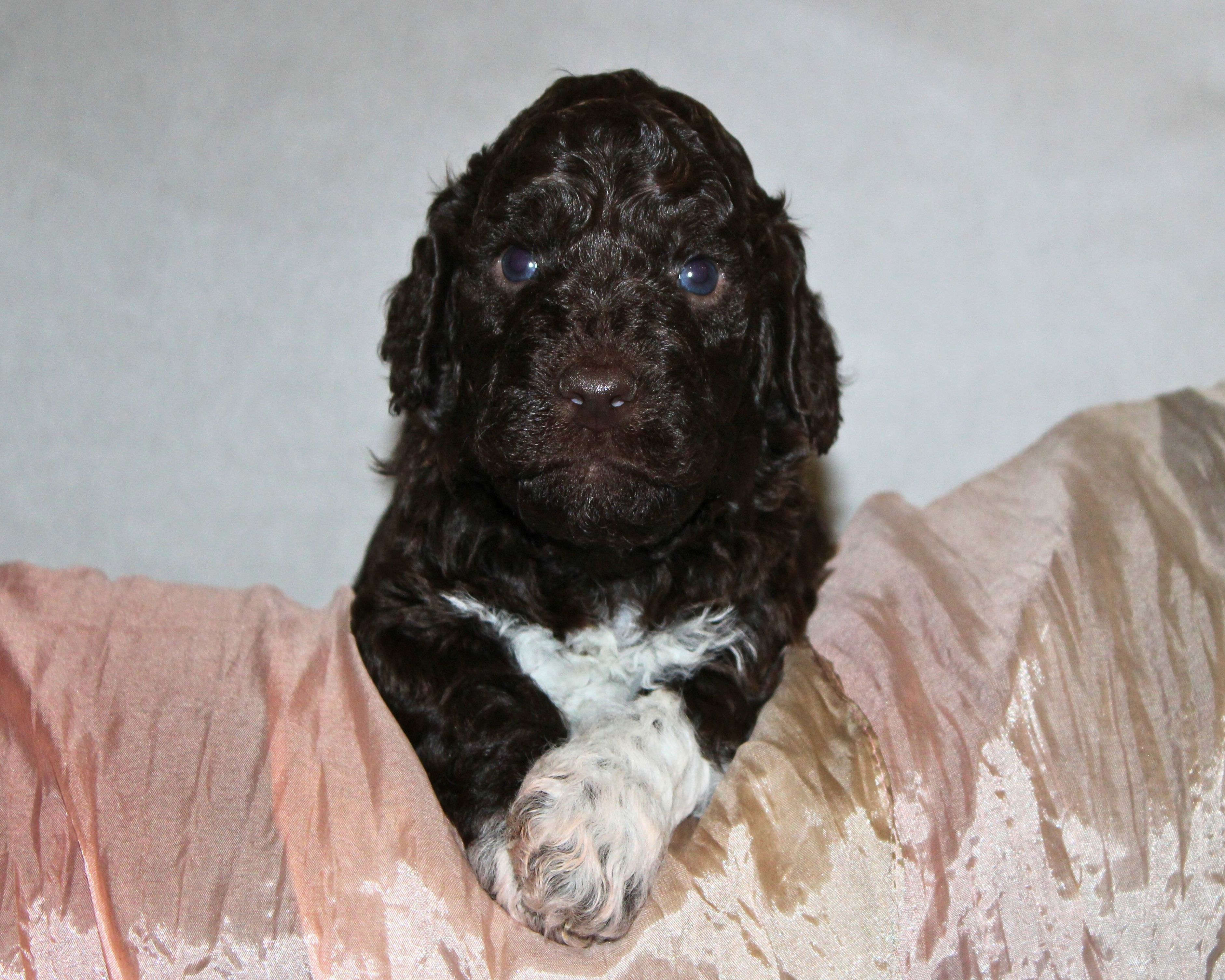 Lagotto Romagnolo Welpe Hobbyzucht Züchter Schleswig Holstein Trüffelhund Deutschland Nordrhein Westfalen Wasserhund nicht haarender Hund Sachsen Anhalt Lagotto Züchter