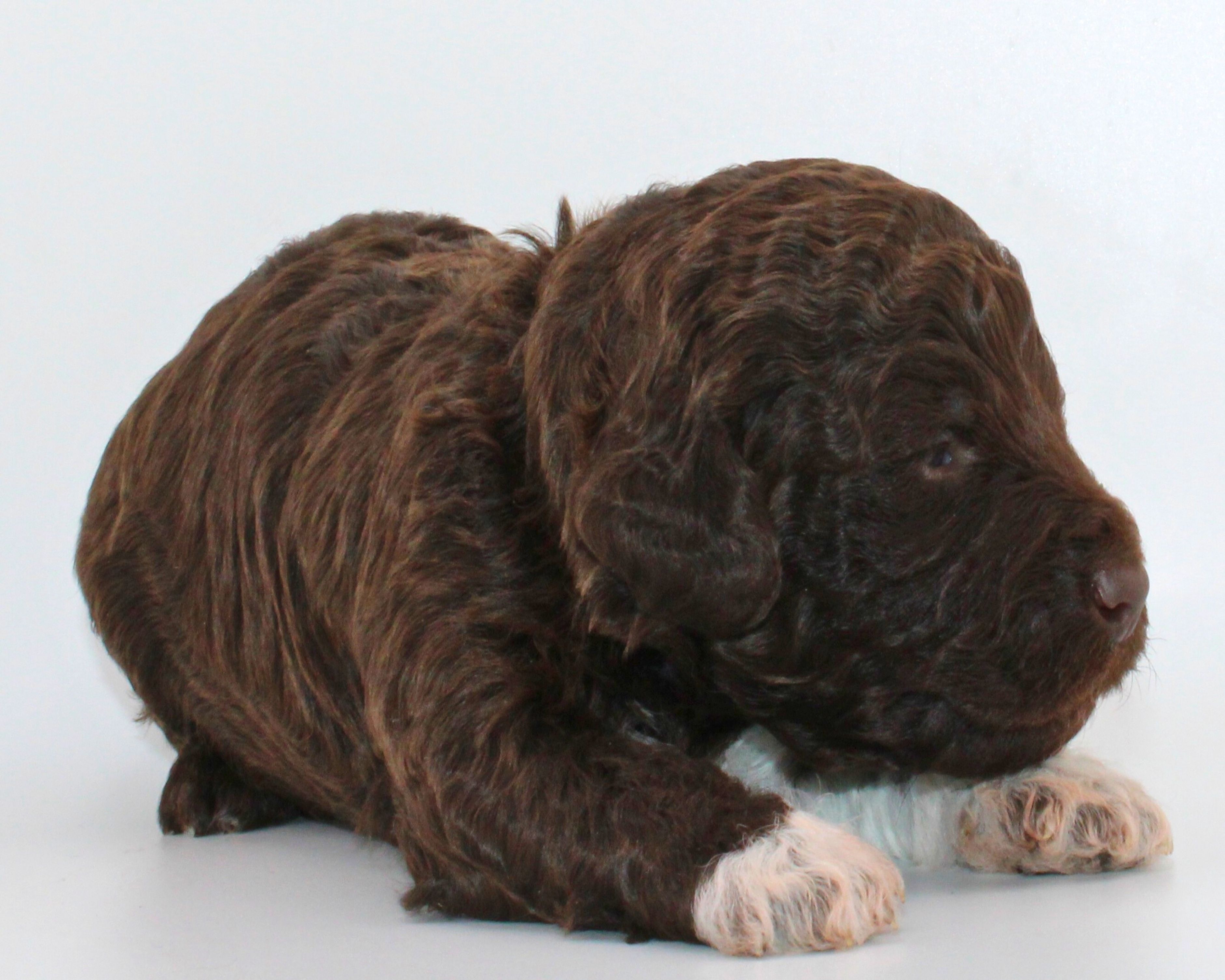 Züchter Lagotto Romagnolo Sachsen Anhalt Züchter italienischer wasserhund