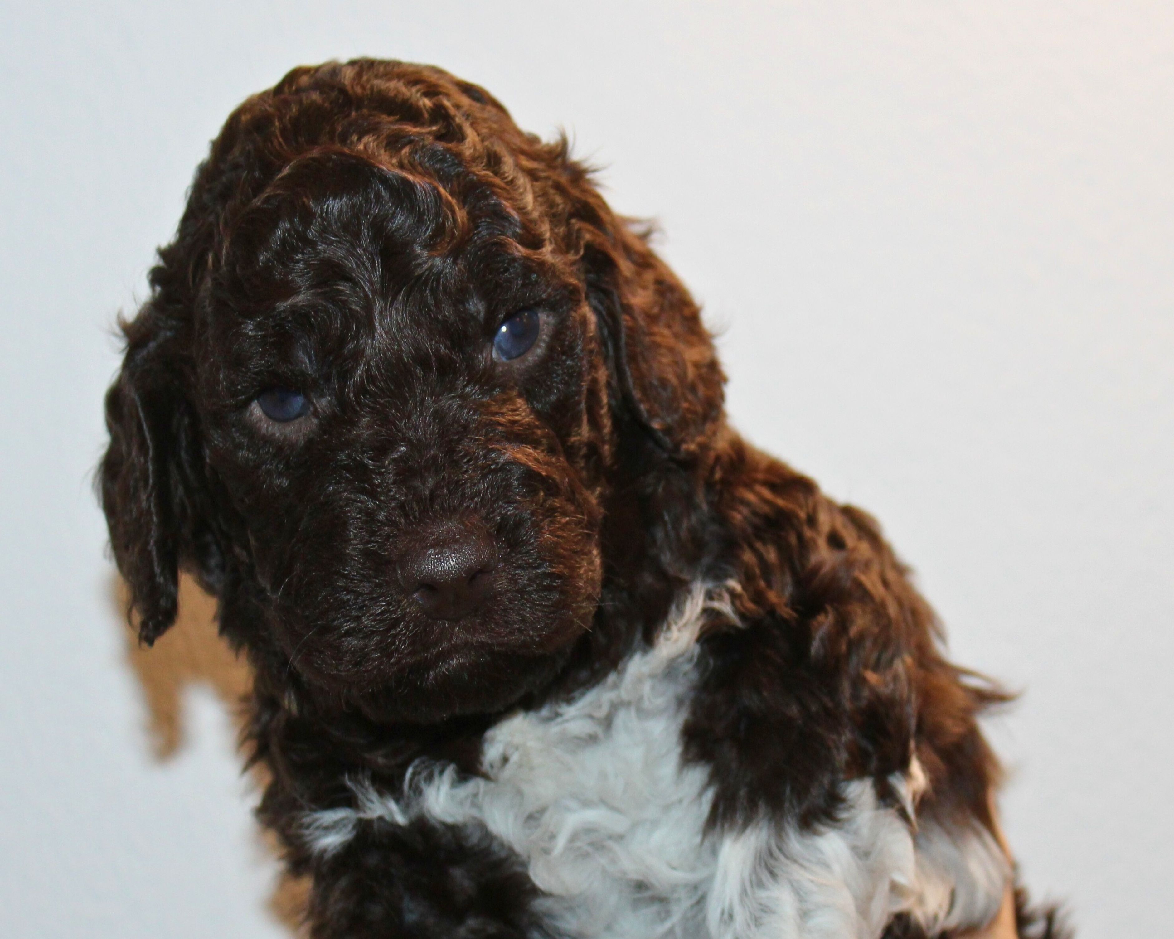 Lagotto Romagnolo Züchter für Rettungshunde Schulbegleithund TherapiehundLebensretter Lagotto Lagotto Welpe abzugeben Kassel Göttingen Lüneburger Heide Züchter braunschimmel