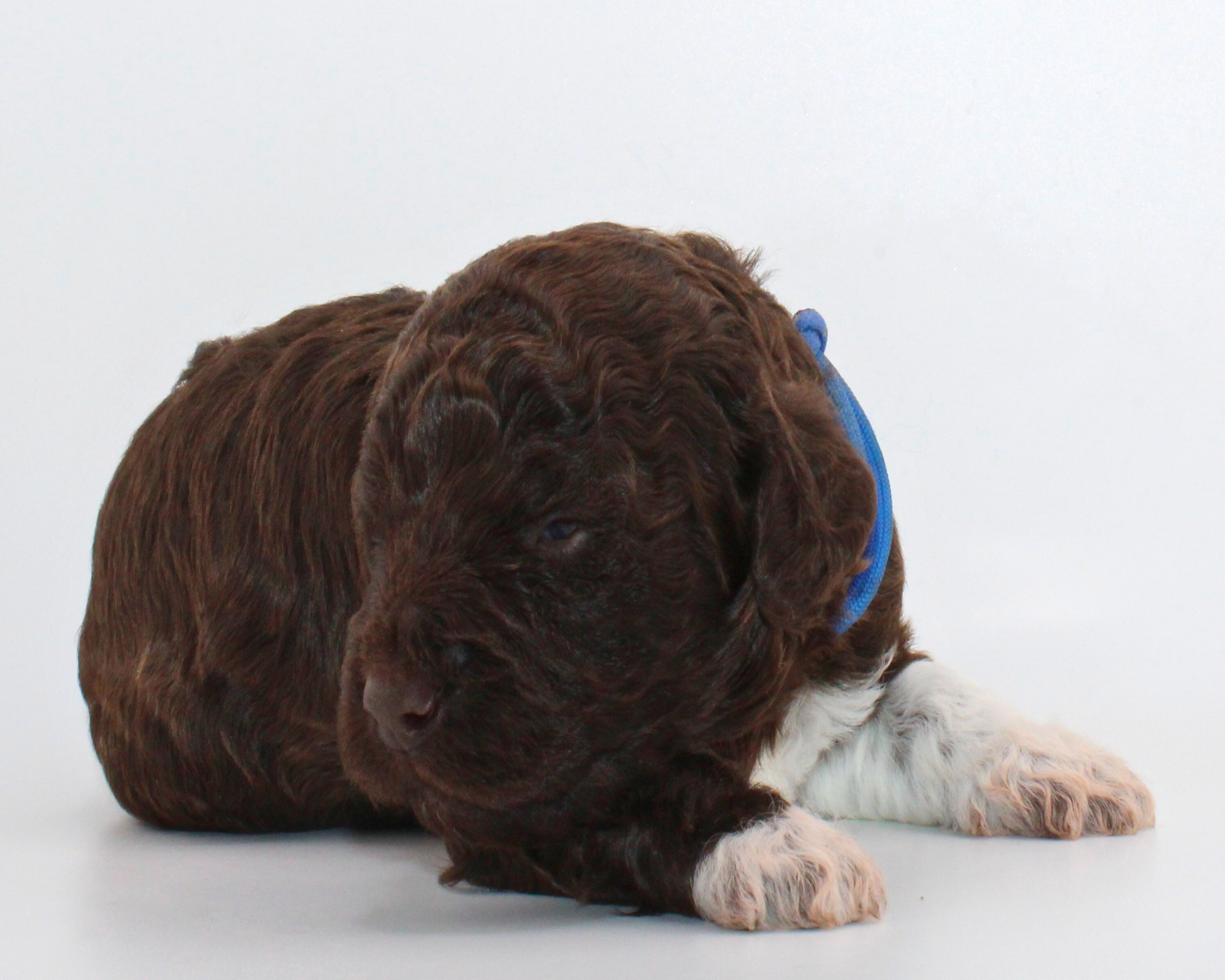 Lagotto Romagnolo Welpen seriöser Züchter mit Welpen Wasserhund