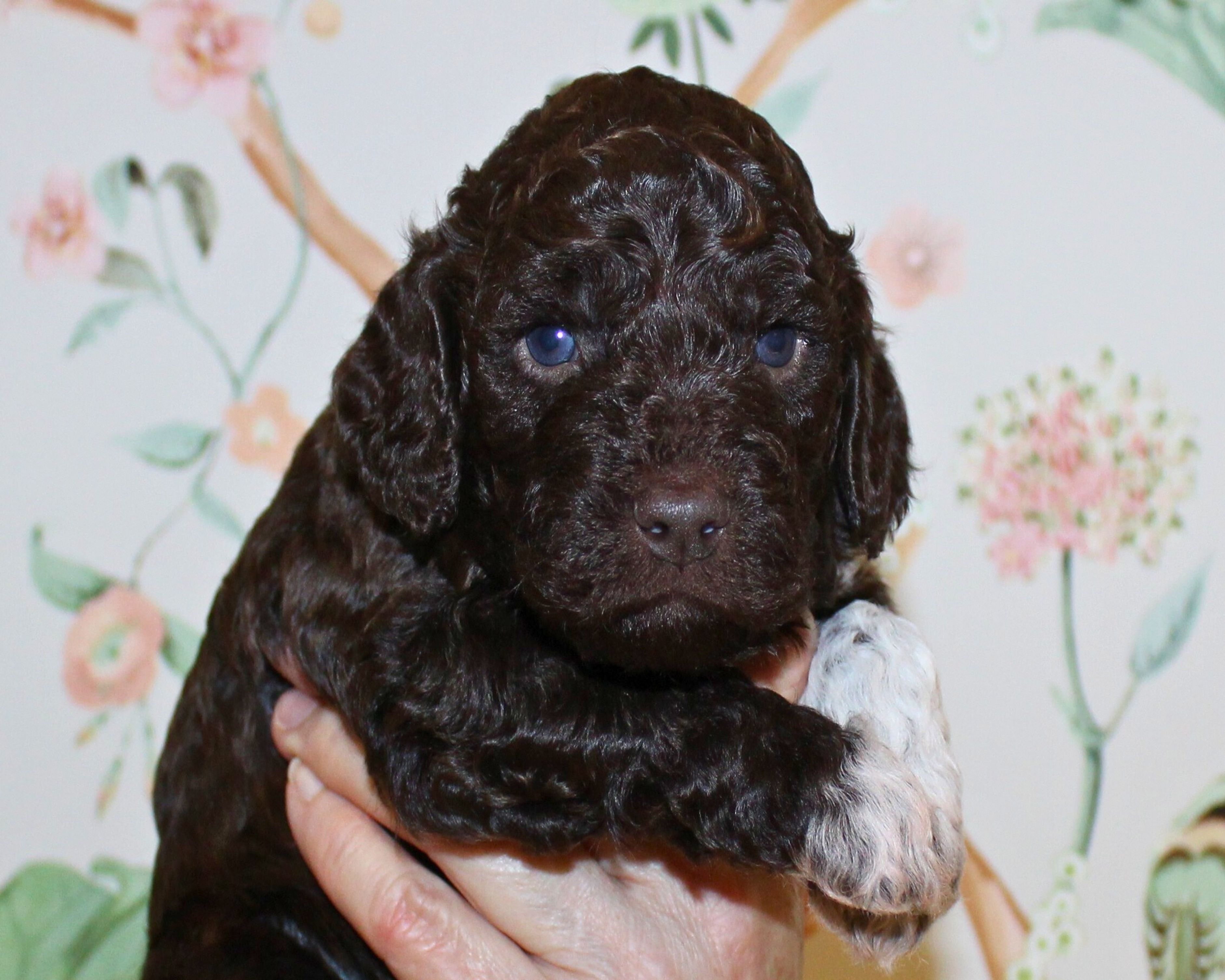 Züchter Lagotto Romagnolo Welpe Hobbyzucht Braunschweig Hannover Magdeburg Halle Leipzig celle Lüneburg Buchholz Seevetal Lagotti Züchter Niedersachsen Welpe frei