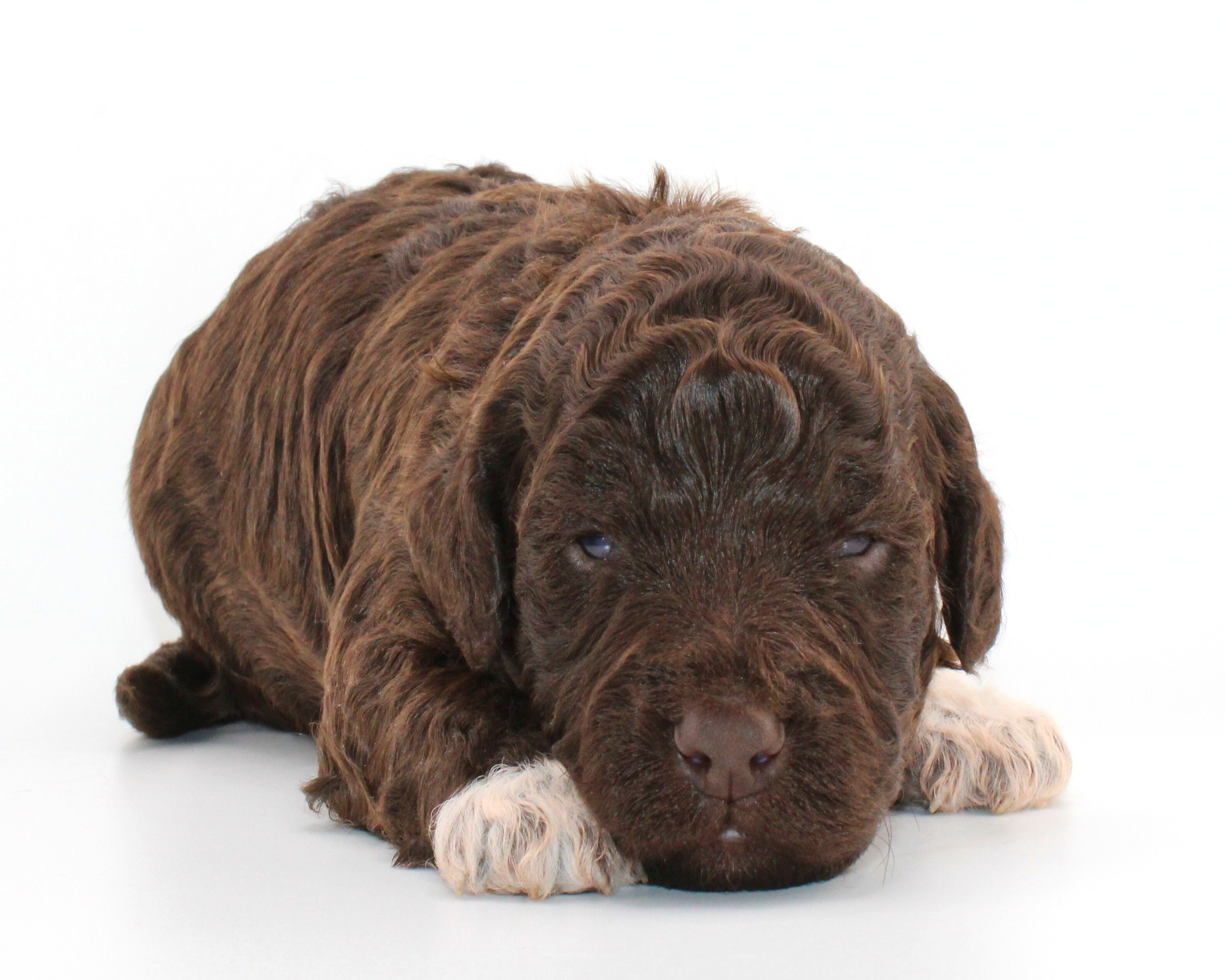 Züchter Lagotto Romagnolo Welpe Hobbyzucht Braunschweig Hannover Magdeburg Halle Leipzig celle Lüneburg Buchholz Seevetal Rassehund für Familie nicht haarend