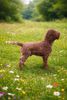 Lagotto Romagnolo Welpen Niedersachsen Sachsen Anhalt Trüffelhund Niwdersachsen Braune Welpen