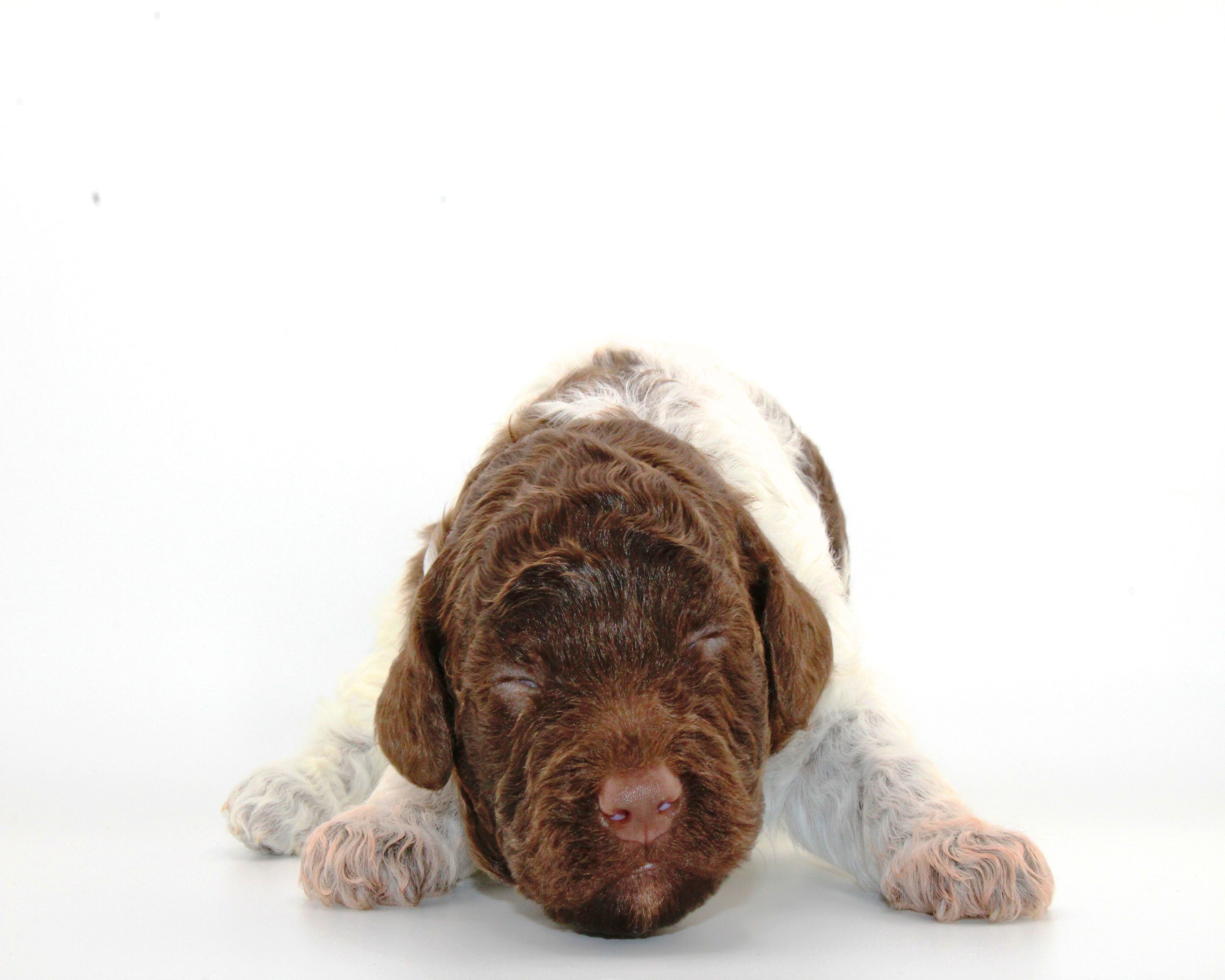 Lagotto Romagnolo Welpe Hobbyzucht Züchter Trüffelhund Deutschland Brandenburg Wasserhund nicht haarender Hund Trüffelhund Lagotto Doodle Pudel Welpe Familienhund Hund für Kinder Anfängerhund