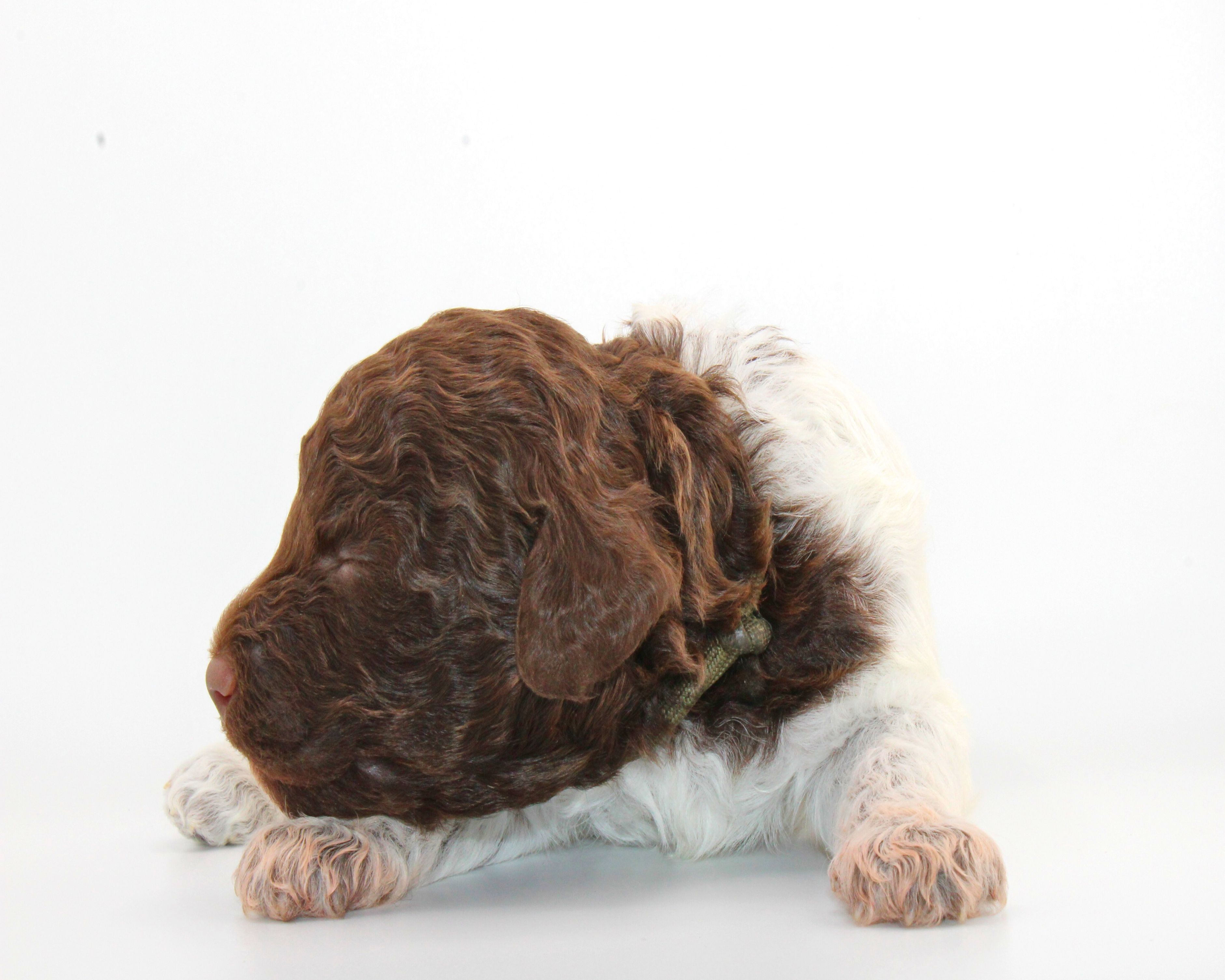 Lagotto Romagnolo Züchter für Rettungshunde Schulbegleithund TherapiehundLebensretter Lagotto Lagotto Welpe abzugeben Kassel Göttingen Lüneburger Heide Züchter braunschimmel