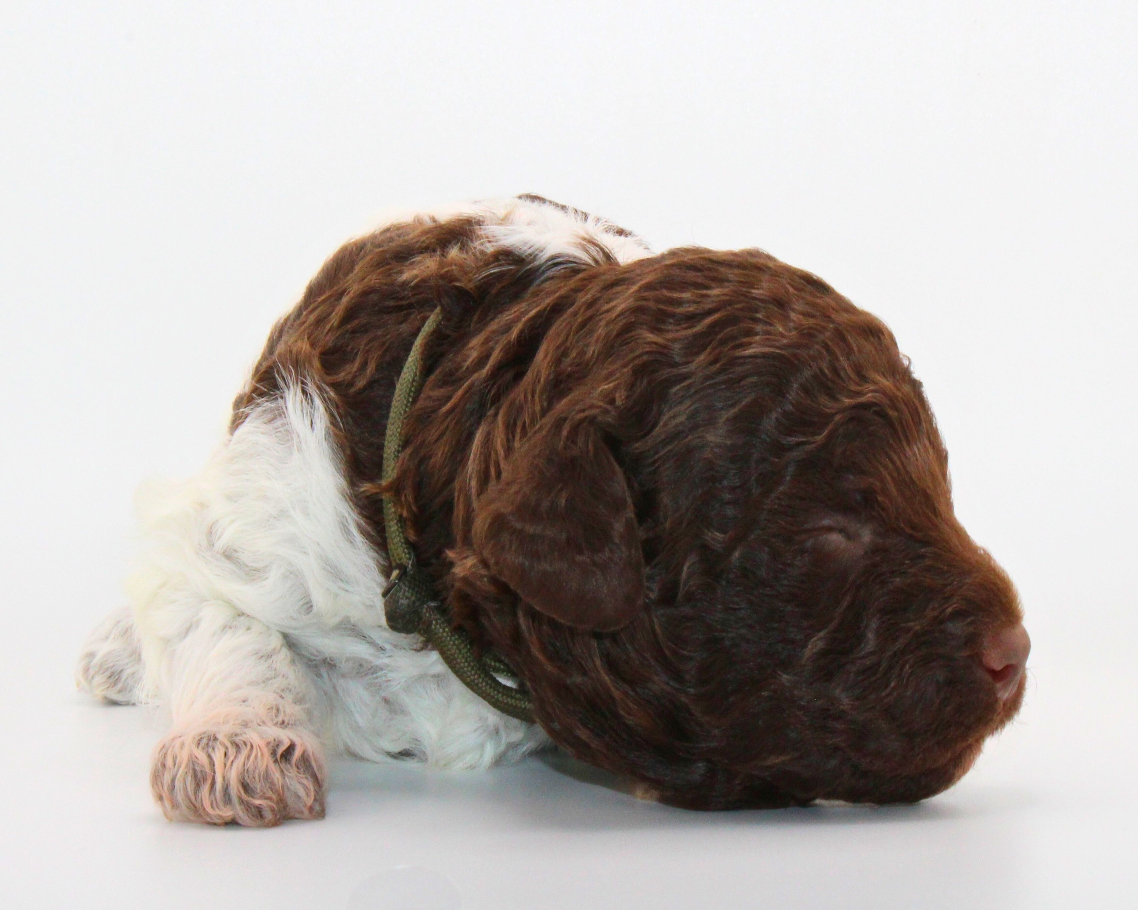 Züchter Lagotto Romagnolo Welpe Hobbyzucht Braunschweig Hannover Magdeburg Halle Leipzig celle Lüneburg Buchholz Seevetal perfekter Hund für Rettungshundestaffel Ausbildung zum Spürhund Therapiehund Assistenzhund