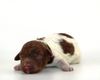 Lagotto Romagnolo Züchter für Rettungshunde Schulbegleithund TherapiehundLebensretter Lagotto Welpenplanung Lagotto braun orange Welpe abzugeben