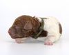 Lagotto Romagnolo Welpen Hund zum Trüffel suchen Ausbildung Alternative Doodle Pudel
