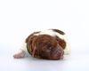 Lagotto Romagnolo Welpe Hobbyzucht Züchter Schleswig Holstein Trüffelhund Deutschland Nordrhein Westfalen Wasserhund nicht haarender Hund Allergikerhund nicht haarender Hund Rassehund Trüffelsuchhund Trüffelhund Familienhund