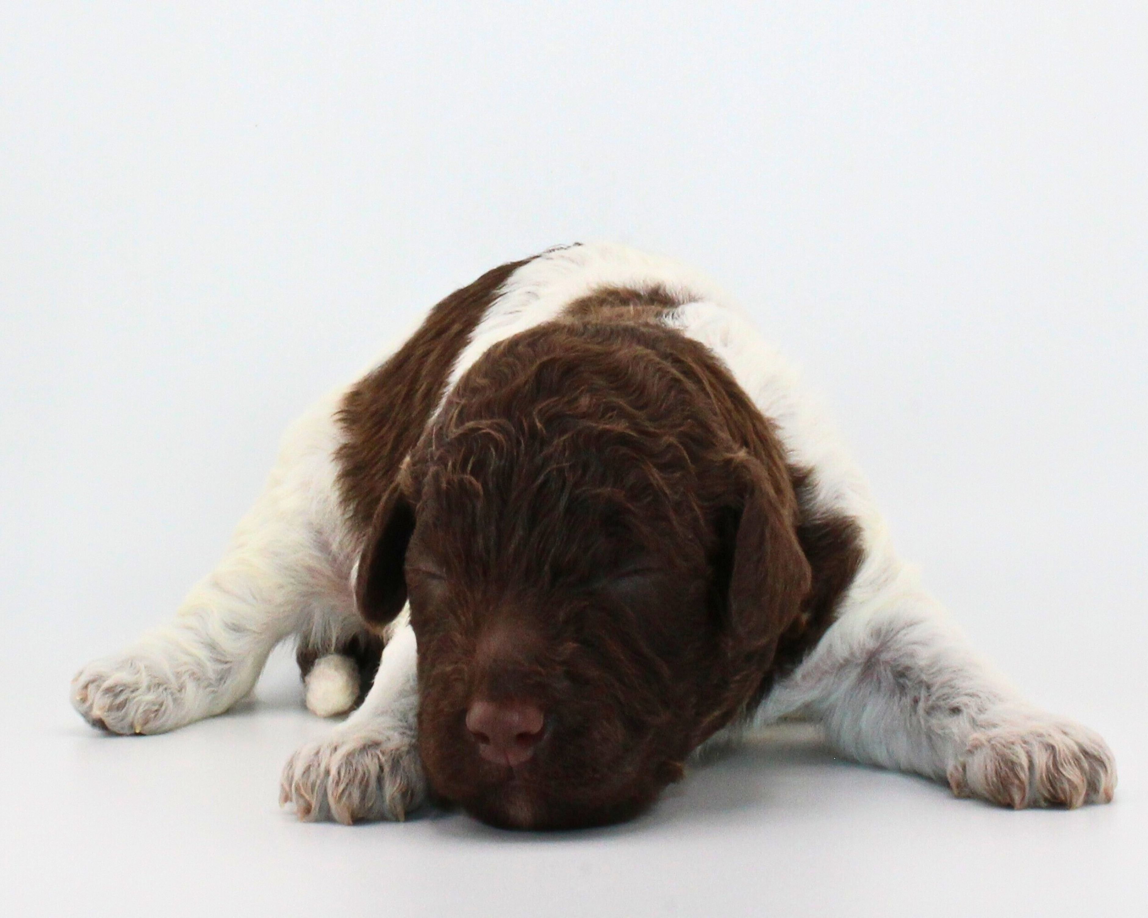 Lagotto Romagnolo Welpe Hobbyzucht Züchter Schleswig Holstein Trüffelhund Deutschland Nordrhein Westfalen  Wasserhund nicht haarender Hund  Familienhund Hund für Kinder Doodle sieht aus wie Pudel