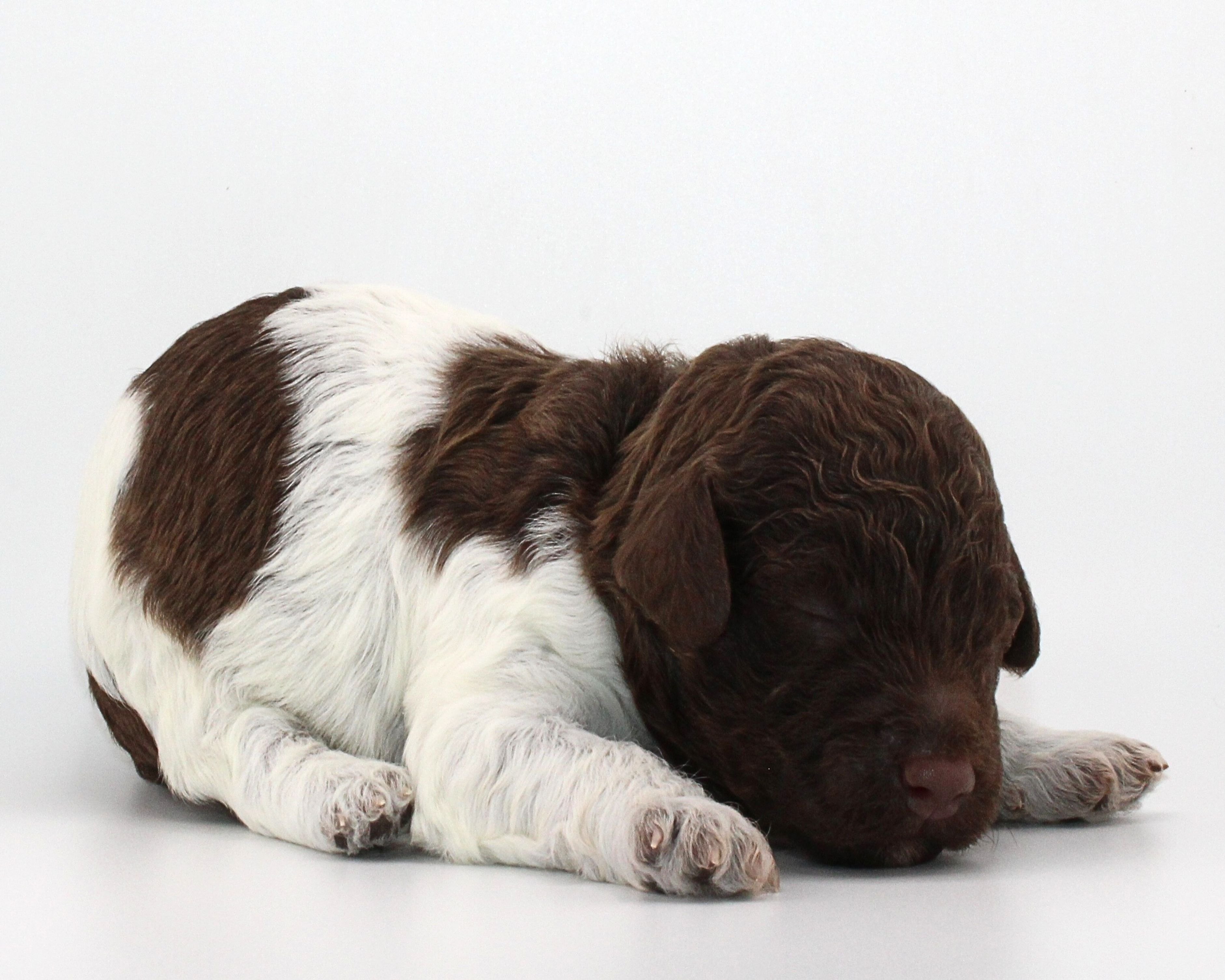Lagotto Romagnolo Welpen  Welpenplanung Lagotto braun orange Welpe abzugeben
