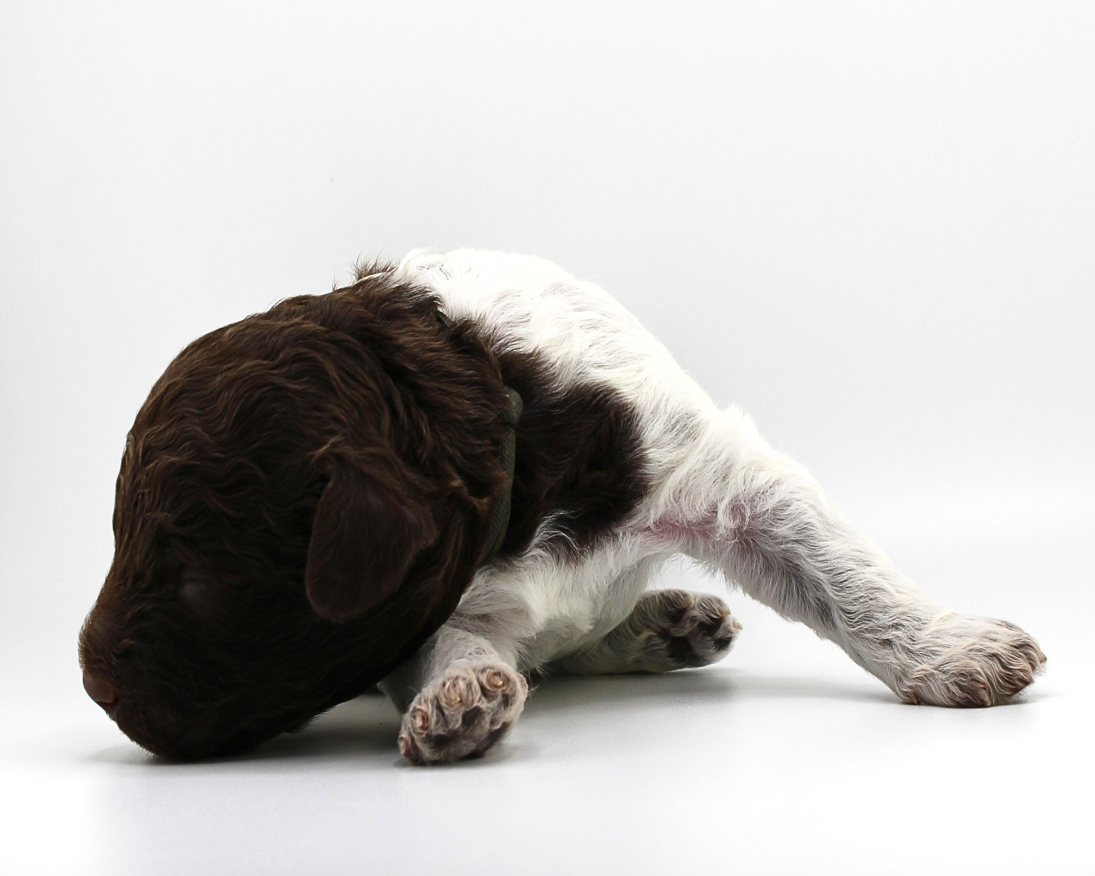 Lagotto Romagnolo Züchter für Rettungshunde Schulbegleithund TherapiehundLebensretter Lagotto  Welpenplanung Lagotto braun orange Welpe abzugeben