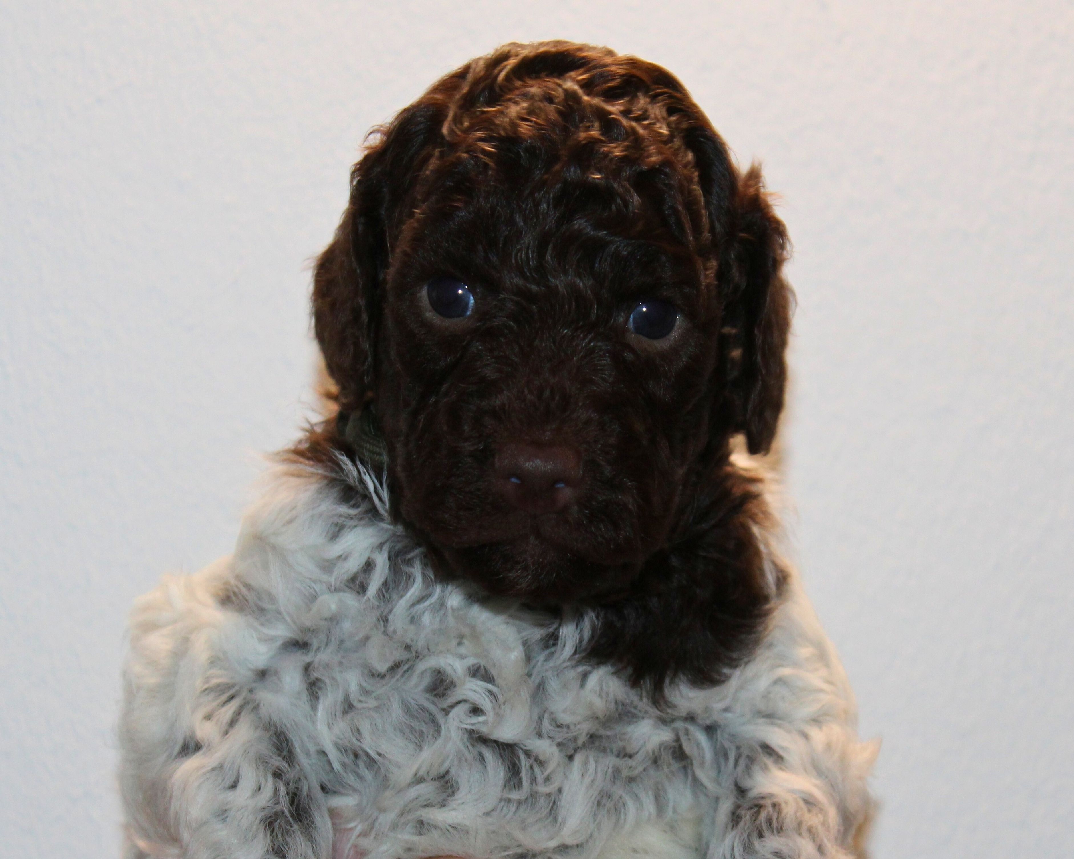 Lagotto Romagnolo Welpen Lagotto Welpe abzugeben Kassel Göttingen Lüneburger Heide Züchter braunschimmel