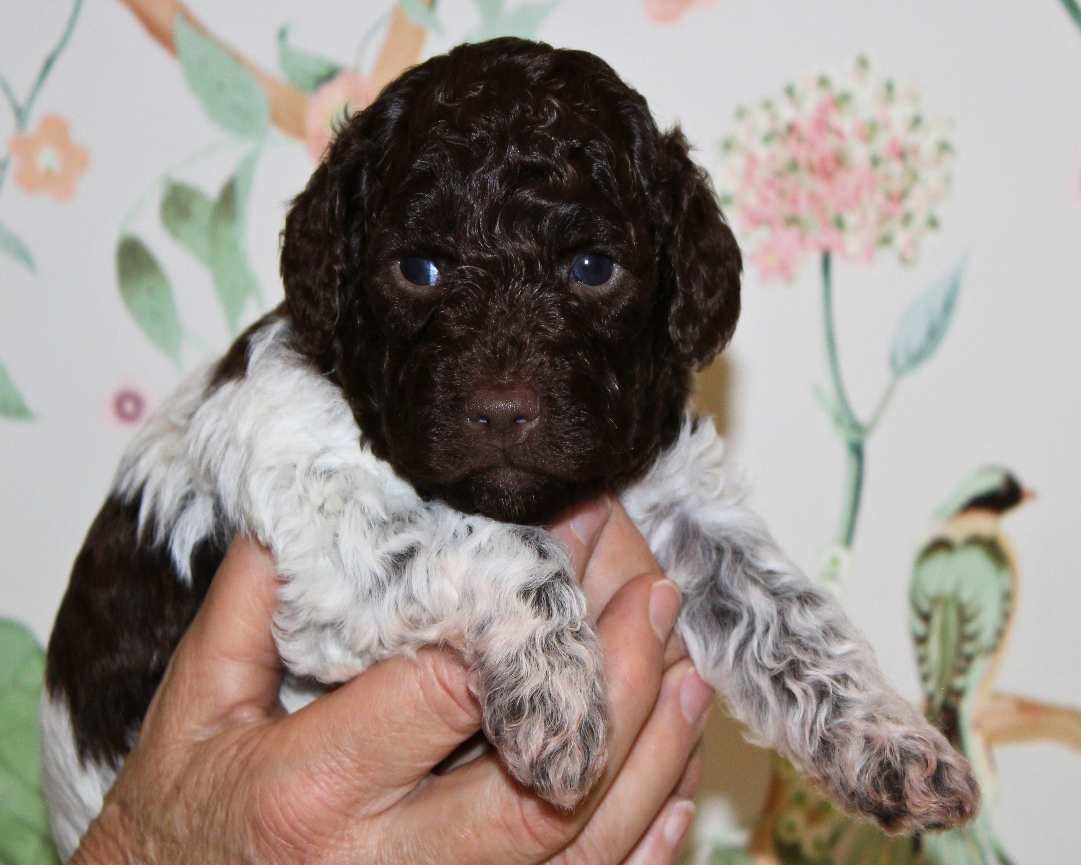 Lagotto Romagnolo Welpe Hobbyzucht Züchter Trüffelhund Deutschland Brandenburg Wasserhund nicht haarender Hund Weihnachten Welpen abzugeben Sachsen Anhalt Lagotti Hündin Rüde braunschimmel braun orange Braun weiß Celle