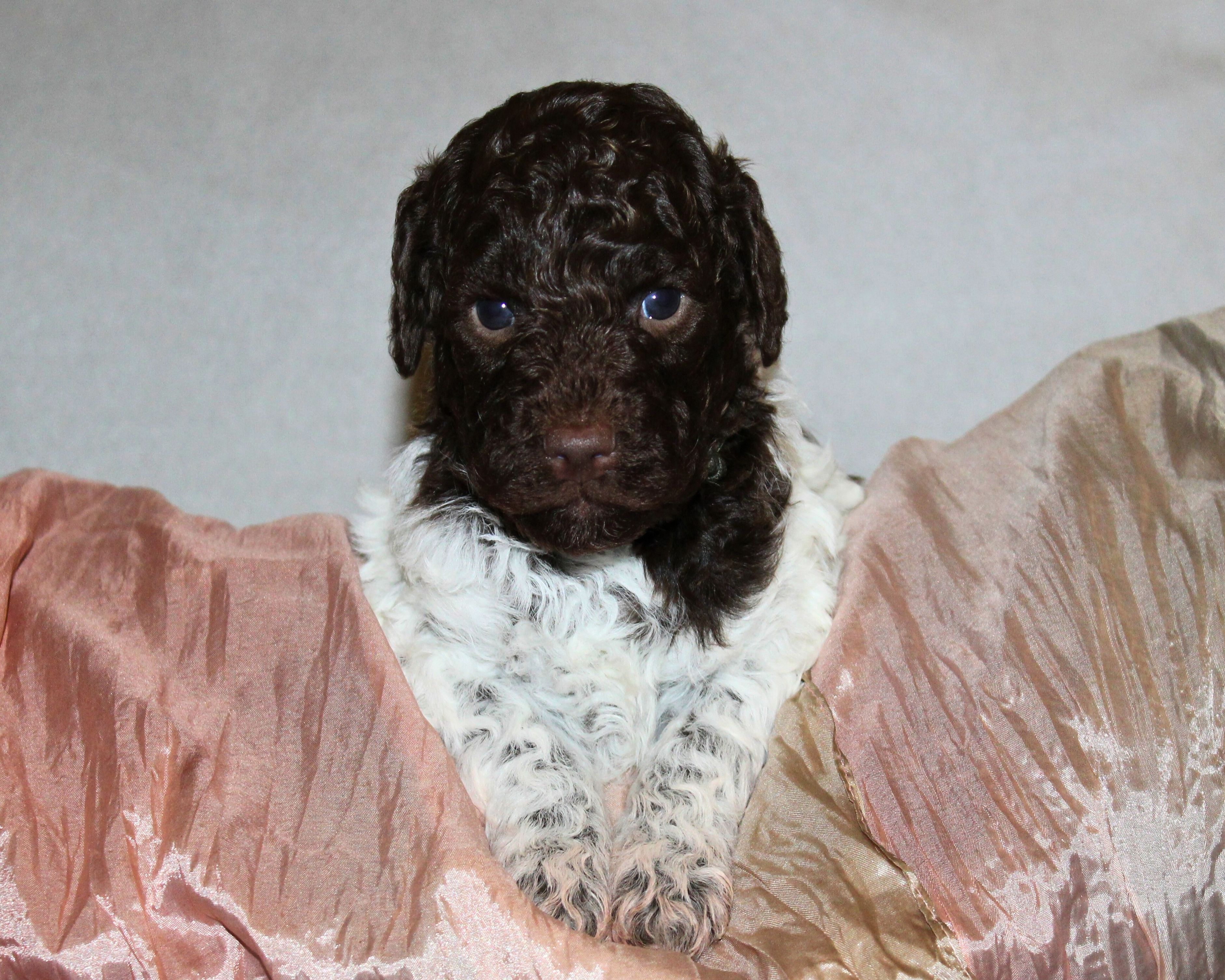 Lagotto Romagnolo Züchter für Rettungshunde Schulbegleithund TherapiehundLebensretter Lagotto perfekter Hund für Rettungshundestaffel Ausbildung zum Spürhund Therapiehund Assistenzhund