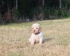 Welpenplanung Lagotto braun orange Welpe abzugeben 