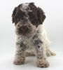 Lagotto Welpen Züchter sachsen Anhalt Mecklenburg Schleswig Holstein Sachsen Thüringen