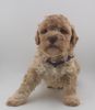 Lagotto Welpe abzugeben Kassel Göttingen Lüneburger Heide Züchter braunschimmel