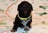 Rassehund Züchter Niedersachsen