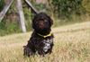 nicht haarender Familienhund