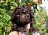 Welpenplanung Lagotto braun orange Welpe abzugeben 