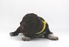 perfekter Hund für Rettungshundestaffel Ausbildung zum Spürhund Therapiehund Assistenzhund