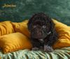 Lagotto Romagnolo Welpen