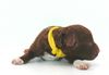 Lagotto Züchter die Welpen haben