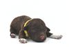 Welpenplanung Lagotto braun Welpe abzugeben 