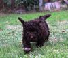 Züchter Lagotto Romagnolo Welpe Hobbyzucht Braunschweig Hannover Magdeburg Halle Leipzig celle Lüneburg Buchholz Seevetal Welpenplanung Lagotto braun orange Welpe abzugeben
