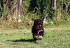 Allergikerhund nicht haarender Hund Rassehund Trüffelsuchhund Trüffelhund Familienhund