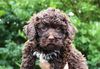 Lagotto Romagnolo Welpe Hobbyzucht Züchter Trüffelhund Deutschland Brandenburg Wasserhund nicht haarender Hund Allergikerhund nicht haarender Hund Rassehund Trüffelsuchhund Trüffelhund Familienhund