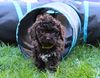 Lagotto Welpe abzugeben Kassel Göttingen Lüneburger Heide Züchter braunschimmel