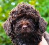 Züchter Lagotto Romagnolo Welpe Hobbyzucht Braunschweig Hannover Magdeburg Halle Leipzig celle Lüneburg Buchholz Seevetal perfekter Hund für Rettungshundestaffel Ausbildung zum Spürhund Therapiehund Assistenzhund