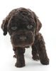 Lagotto Welpe abzugeben Kassel Göttingen Lüneburger Heide Züchter braunschimmel