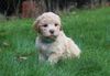 Lagotto Romagnolo kaufen 