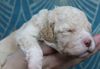 Hund ähnlich Doodle Familienhund verfügbare Welpen abzugeben Hannover Lagotti Hündin Rüde weiß braunschimmel braun orange Braun weiß Celle Harz Peine